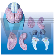 The model of brain